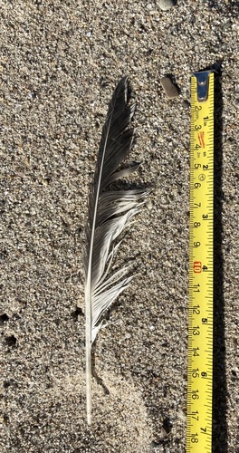 Plume de Sterne élégante