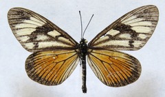 Actinote anteas anteas