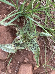 Ledebouria inquinata