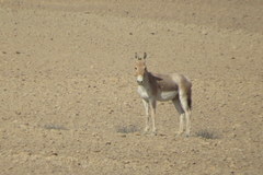 Equus hemionus