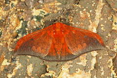 Pseudobunaea orientalis