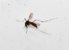 Aedes albopictus