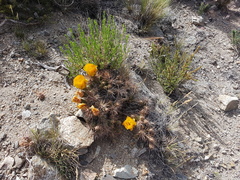 Maihueniopsis ovata