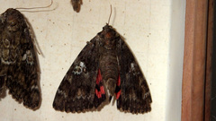 Catocala sponsa