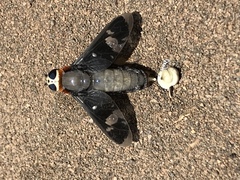 Hyperalonia chilensis