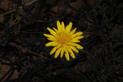 Reichardia picroides