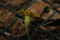 Reichardia picroides