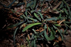 Reichardia picroides