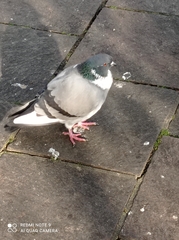 Columba livia domestica
