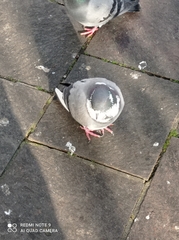 Columba livia domestica