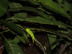Bronchocela jubata