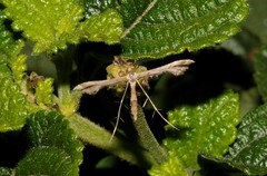 Lantanophaga pusillidactylus