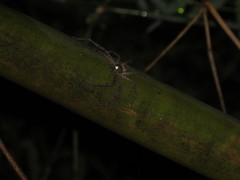 Heteropoda venatoria