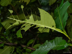 Enpinanga borneensis