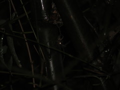 Heteropoda venatoria