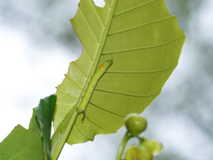 Enpinanga borneensis