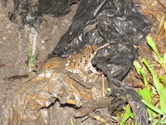 Fejervarya limnocharis