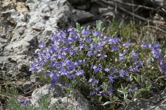 Veronica taurica