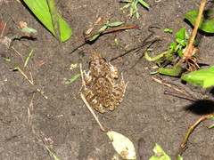 Fejervarya limnocharis