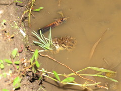 Fejervarya limnocharis