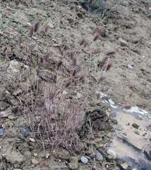 Eremopyrum orientale