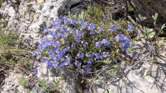 Veronica taurica