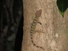 Gekko gecko