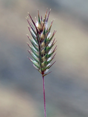 Eremopyrum orientale
