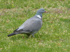 Columba palumbus
