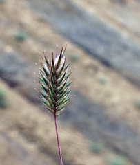 Eremopyrum orientale
