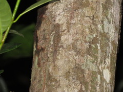 Hemidactylus frenatus