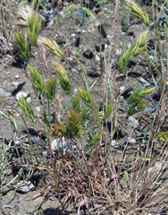 Bromus scoparius