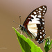 Graphium angolanus baronis - Photo (c) Youssef ElNahas, μερικά δικαιώματα διατηρούνται (CC BY-NC), uploaded by Youssef ElNahas