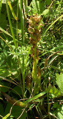 Dactylorhiza incarnata