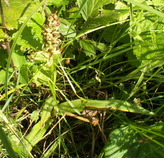 Dactylorhiza incarnata