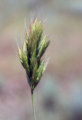 Bromus scoparius