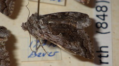 Syngrapha interrogationis