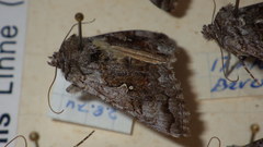 Syngrapha interrogationis