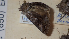 Syngrapha interrogationis