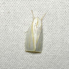 Cryptophasa flavolineata