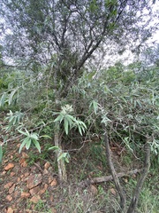 Buddleja saligna