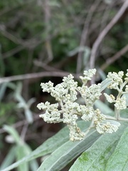 Buddleja saligna