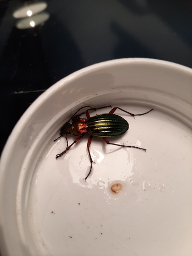 Carabus auronitens photo 3