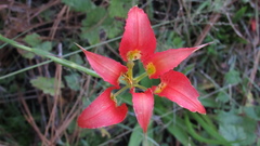 Lilium catesbaei image