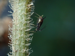 Uroleucon picridis