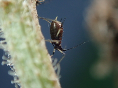 Uroleucon picridis