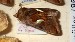 Autographa bractea