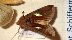 Autographa bractea
