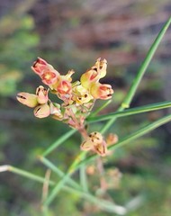 Stylapterus fruticulosus