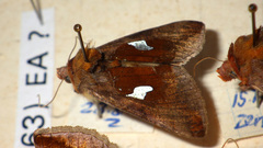 Autographa bractea